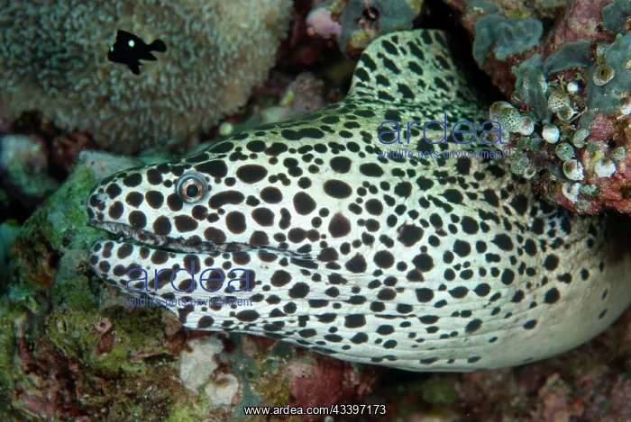 : Spotted Moray : Spotted Moray