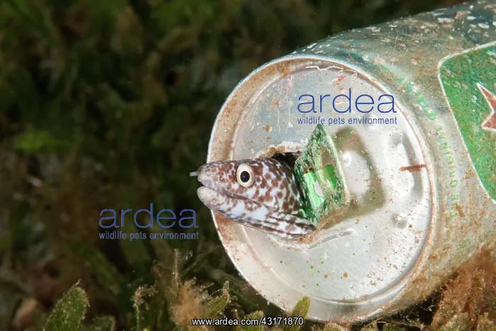 : Spotted Moray Eel in a beer can : Spotted Moray Eel in a beer can