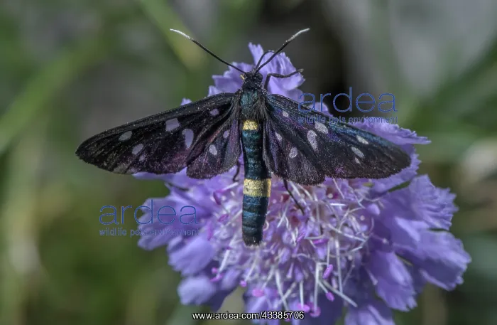 : Nine spotted moth, Amata phegea, (formerly Synto : Nine spotted moth, Amata phegea, (formerly Synto