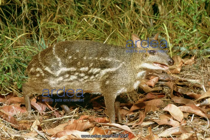 : Spotted Mouse / Indian Chevrotain DEER : Spotted Mouse / Indian Chevrotain DEER