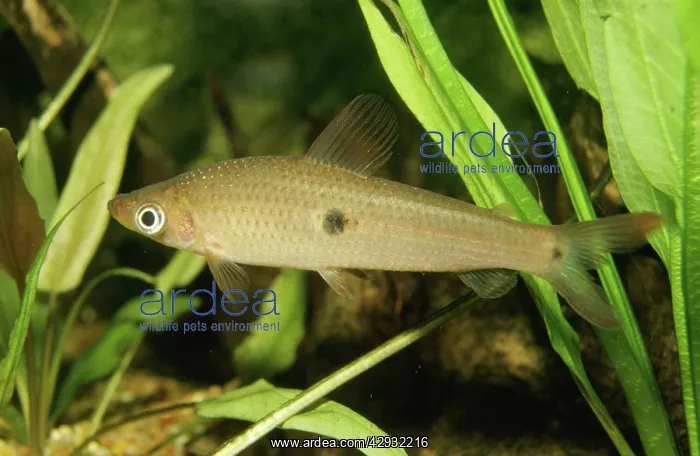 : Spotted Top Mouth Anostomus - freshwater : Spotted Top Mouth Anostomus - freshwater