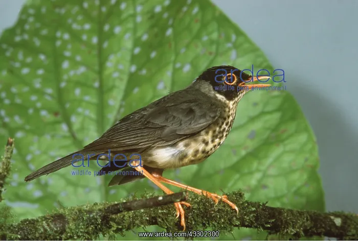 : Spotted Nightingale Thrush : Spotted Nightingale Thrush