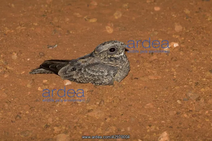 : Spotted Nightjar - Note grasshopper beyond bird : Spotted Nightjar - Note grasshopper beyond bird