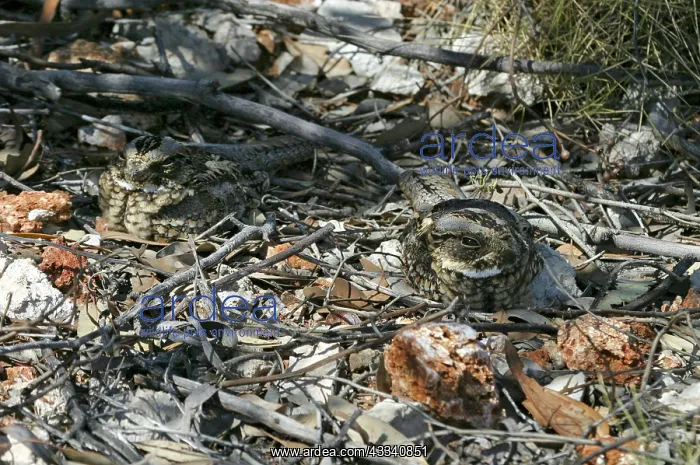 : Spotted NIGHTJARS - camouflaged pair sleeping at : Spotted NIGHTJARS - camouflaged pair sleeping at