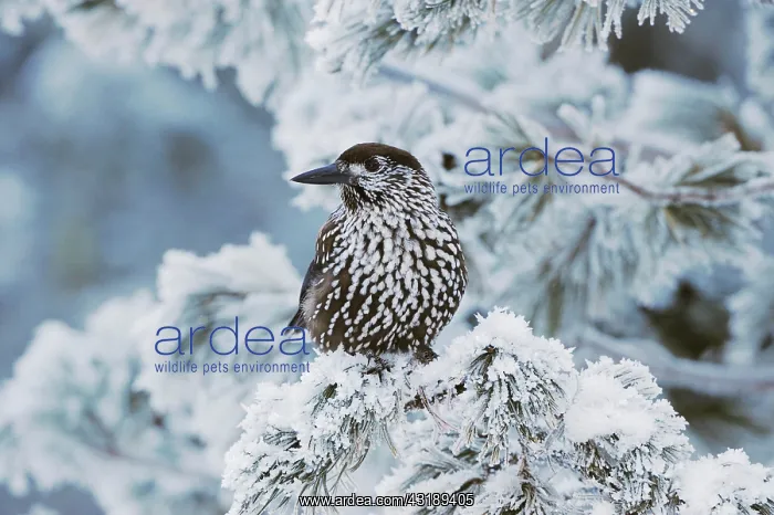 : Spotted Nutcracker (Nucifraga caryocatactes), adult : Spotted Nutcracker (Nucifraga caryocatactes), adult