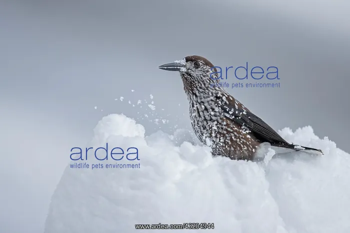 : Spotted Nutcracker (Nucifraga caryocatactes) in : Spotted Nutcracker (Nucifraga caryocatactes) in