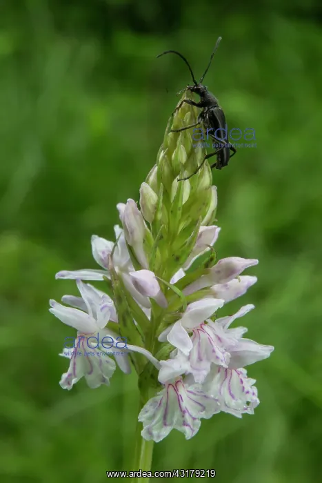 : Spotted Orchis (Dactylorhiza maculata), Detail flowers : Spotted Orchis (Dactylorhiza maculata), Detail flowers