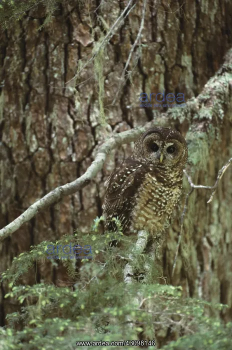 : Spotted Owl : Spotted Owl