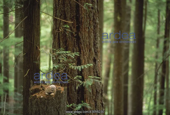 : Spotted Owl : Spotted Owl