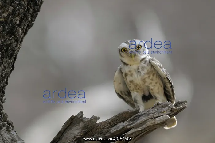 : Spotted Owl : Spotted Owl