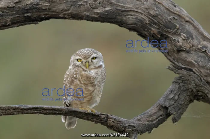 : Spotted Owl : Spotted Owl