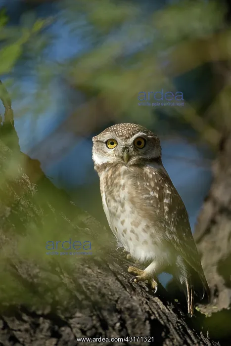: Spotted Owl : Spotted Owl