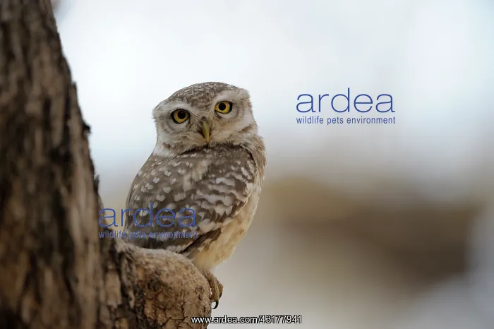 : Spotted Owl : Spotted Owl