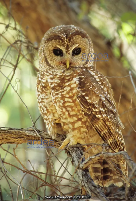 : Spotted Owl - Inhabits thickly wooded canyons : Spotted Owl - Inhabits thickly wooded canyons