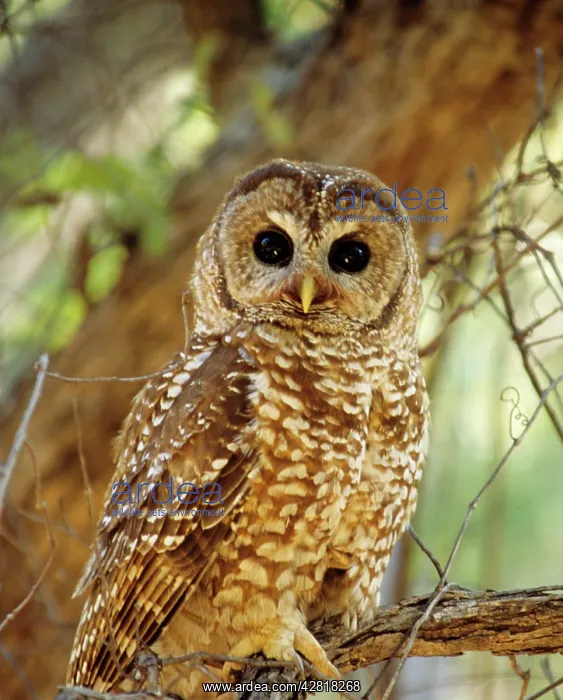 : Spotted Owl - Inhabits thickly wooded canyons : Spotted Owl - Inhabits thickly wooded canyons