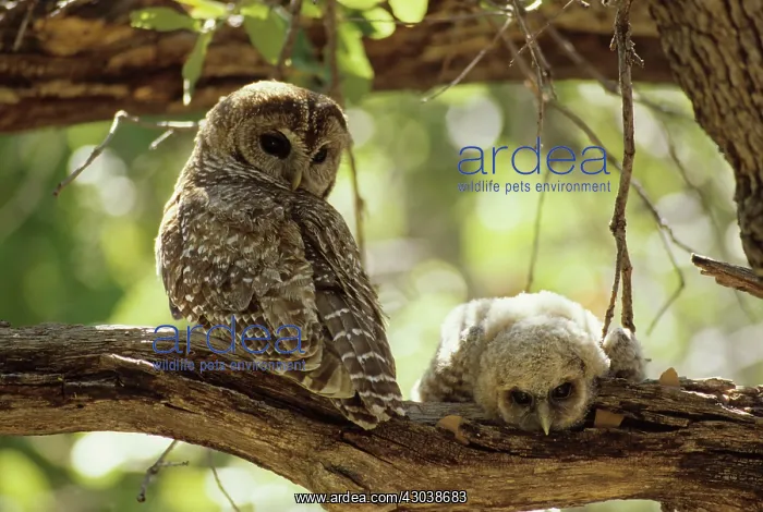  : Spotted Owl mother with young