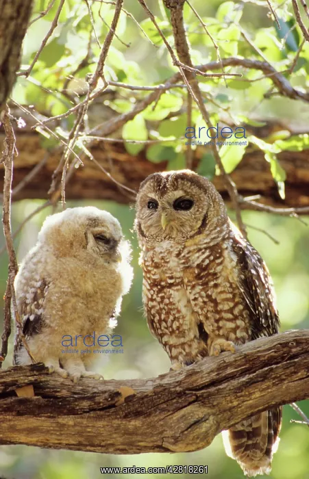 : Spotted Owl - mother and young. Decreasing in numbers : Spotted Owl - mother and young. Decreasing in numbers