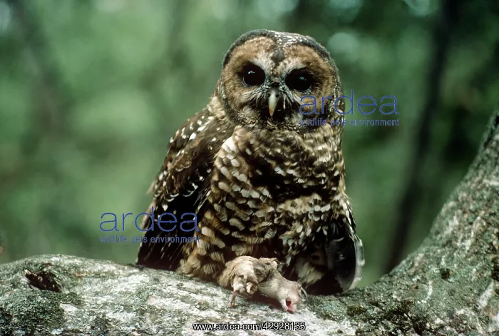 : Spotted Owl - mouse prey : Spotted Owl - mouse prey