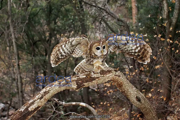 : Spotted Owl - with mouse prey in talons : Spotted Owl - with mouse prey in talons