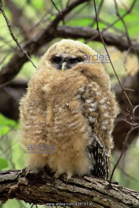 : Spotted Owl - young : Spotted Owl - young