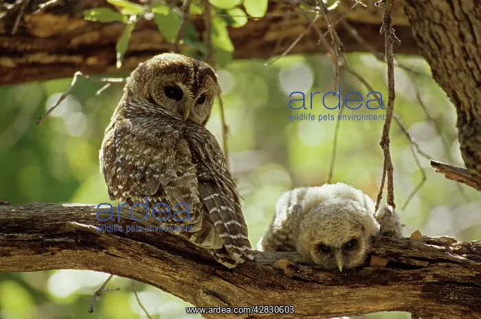 : Spotted Owl with Young : Spotted Owl with Young
