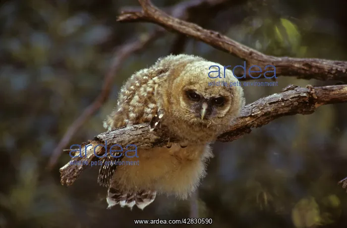 : Spotted Owl - Young perched on branch : Spotted Owl - Young perched on branch