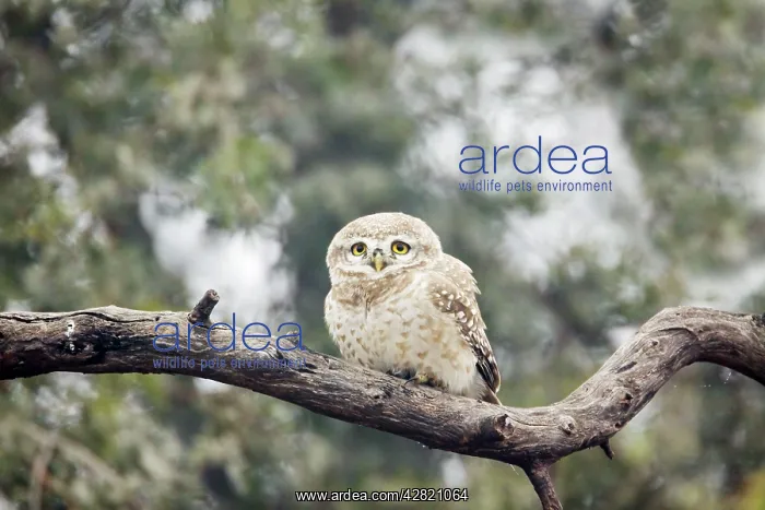 : Spotted Owlet : Spotted Owlet