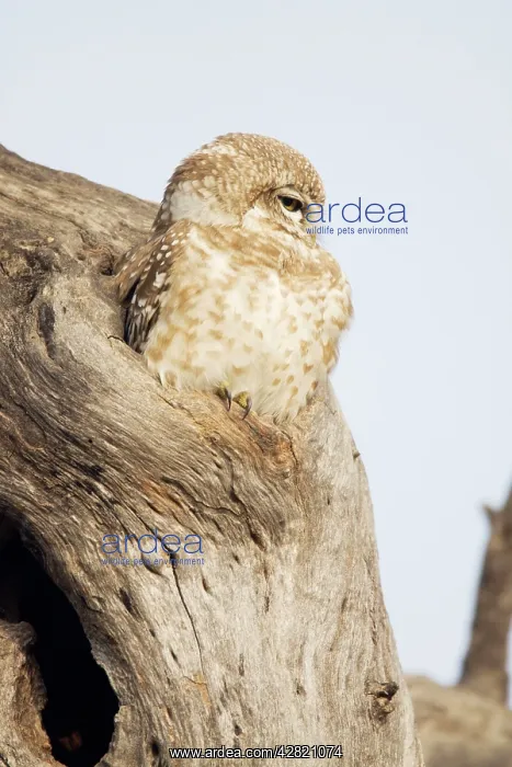 : Spotted Owlet : Spotted Owlet