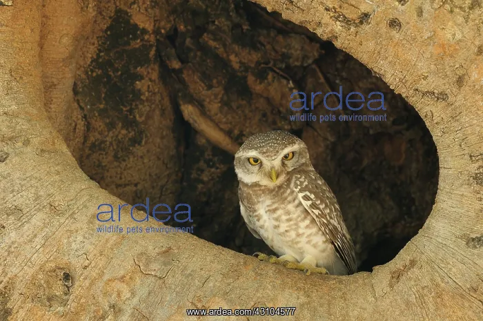 : Spotted Owlet : Spotted Owlet