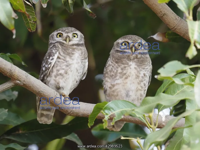  : Spotted Owlet Athene brama Rajasthan, India BI032219