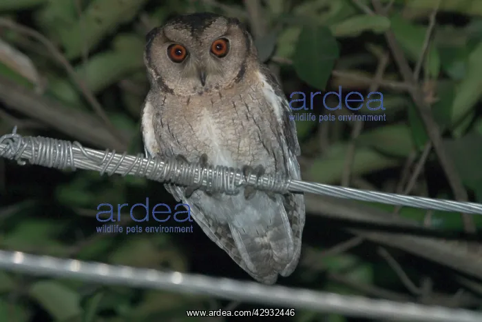 : Spotted Owlet - Perched on wire : Spotted Owlet - Perched on wire