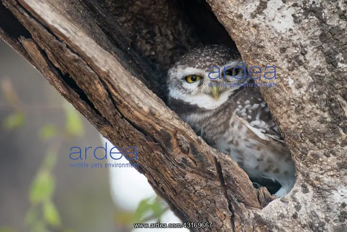 : Spotted owlet in tree hollow : Spotted owlet in tree hollow