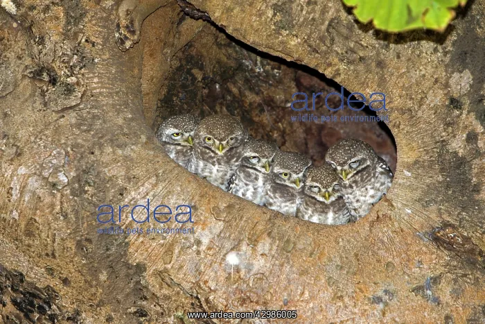 : Spotted Owlets - in hole in tree : Spotted Owlets - in hole in tree