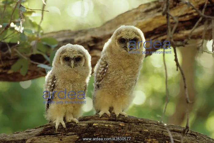 : Spotted Owls - Young perched on branch : Spotted Owls - Young perched on branch