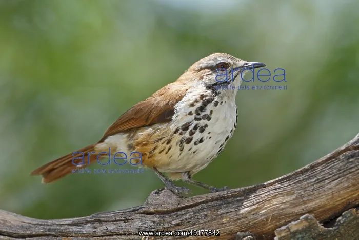  : Spotted Palm Thrush (Cichladusa guttata)