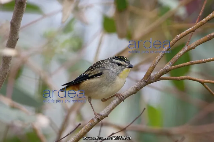 : Spotted Pardalote : Spotted Pardalote