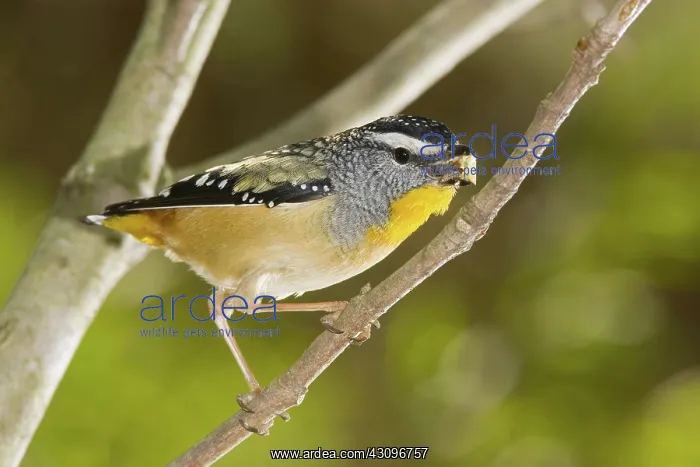 : Spotted Pardalote, Australia : Spotted Pardalote, Australia