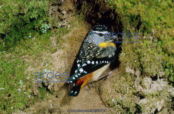 : SPOTTED PARDALOTE - MALE : SPOTTED PARDALOTE - MALE