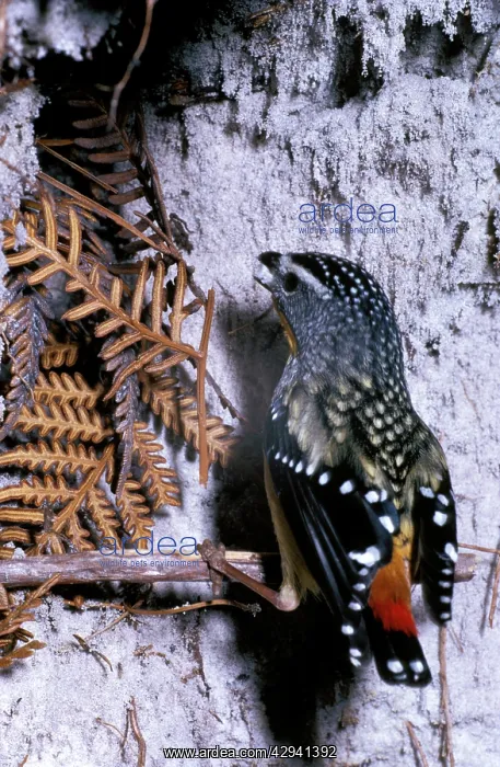 : Spotted pardalote in winter, with snow in beak : Spotted pardalote in winter, with snow in beak