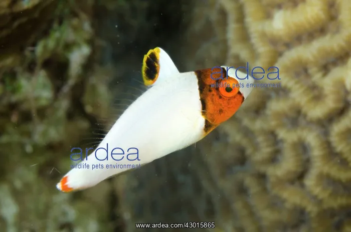  : Spotted Parrotfish juvenile