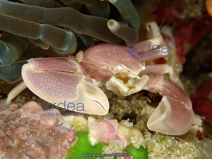 : Spotted Porcelain Crab (Neopetrolisthes maculatus) : Spotted Porcelain Crab (Neopetrolisthes maculatus)