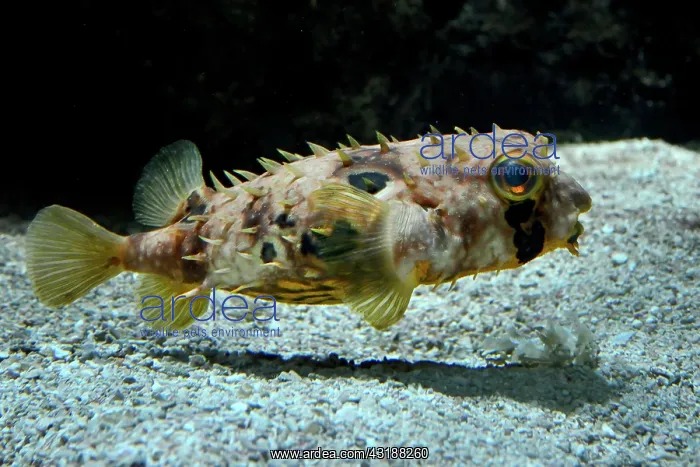 : Spotted Porcupine Fish ( Dicotylichthys punctulatus : Spotted Porcupine Fish ( Dicotylichthys punctulatus
