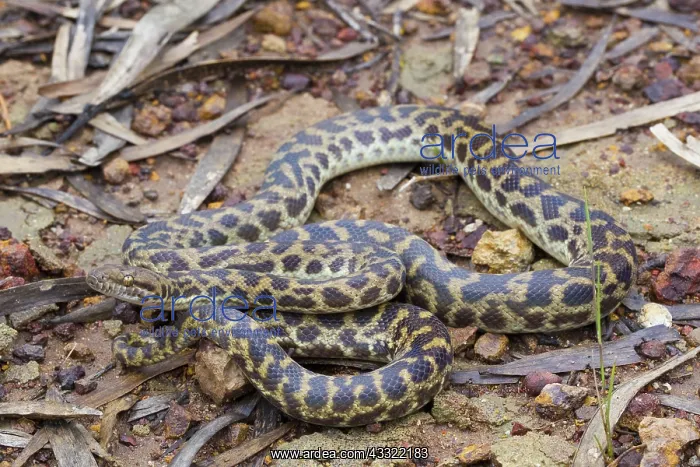 : Spotted Python : Spotted Python