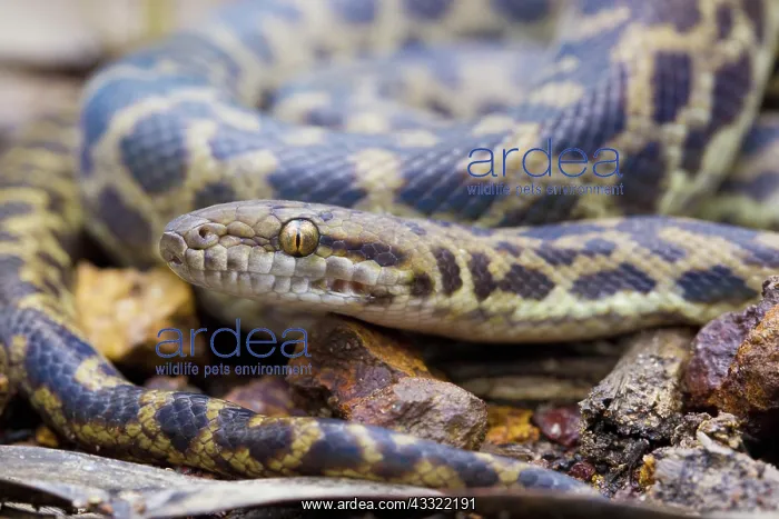 : Spotted Python : Spotted Python