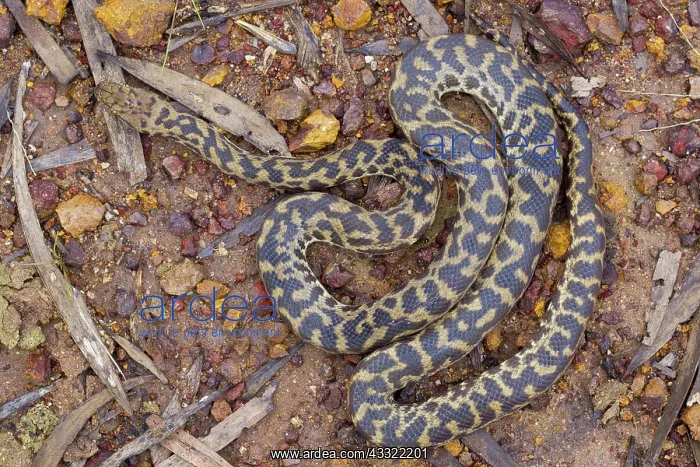 : Spotted Python : Spotted Python