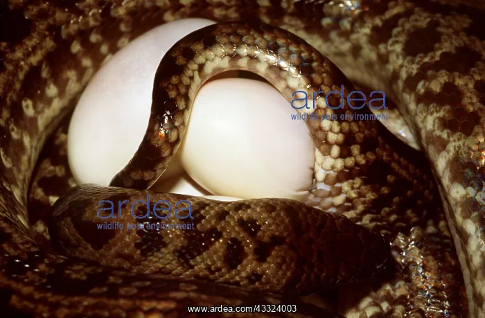 : SPOTTED PYTHON - WITH EGGS : SPOTTED PYTHON - WITH EGGS