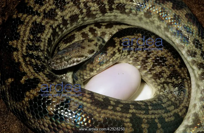 : SPOTTED PYTHON - LAYING EGGS : SPOTTED PYTHON - LAYING EGGS