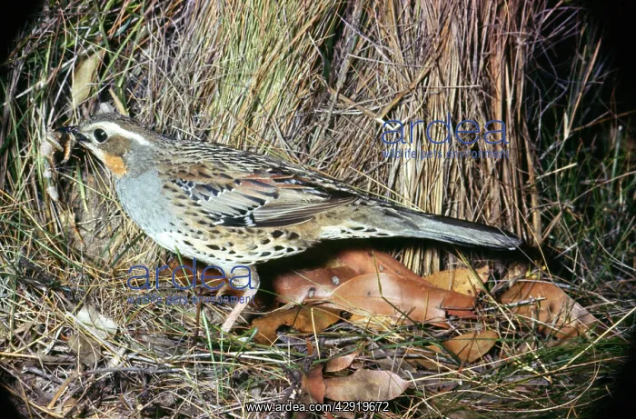 : Spotted Quail Thrush - female with food in beak : Spotted Quail Thrush - female with food in beak