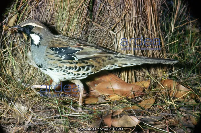 : Spotted Quail Thrush - male with food in beak : Spotted Quail Thrush - male with food in beak