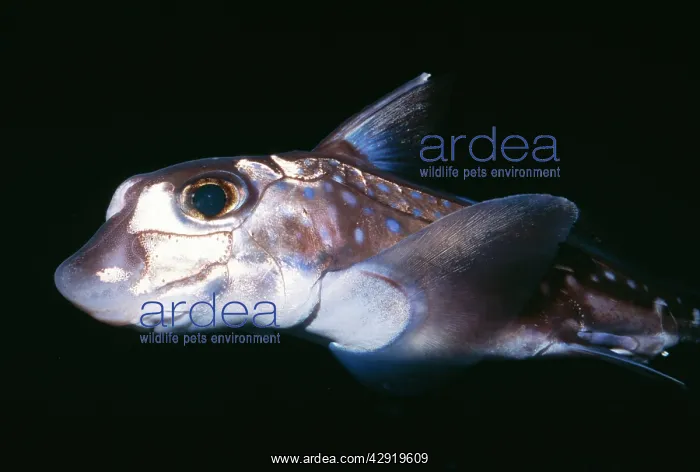 : Spotted Ratfish / Chimera : Spotted Ratfish / Chimera